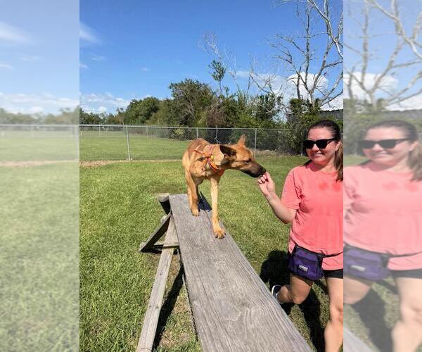 Medium Photo #12 German Shepherd Dog-Unknown Mix Puppy For Sale in San Leon, TX, USA