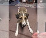 Small #2 American Pit Bull Terrier Mix