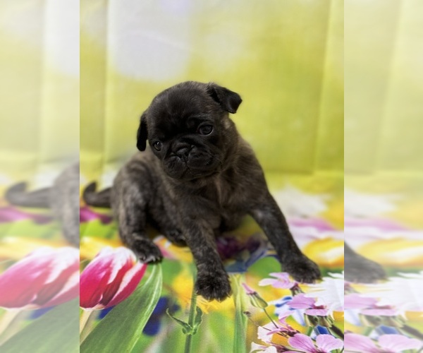 Medium Photo #10 Pug Puppy For Sale in BRIDGEPORT, CT, USA