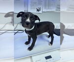 Small Labrador Retriever Mix