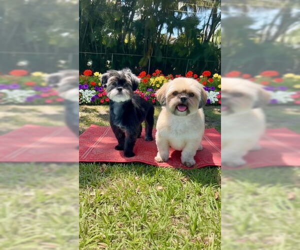 Medium Photo #4 Shih Tzu Puppy For Sale in Weston, FL, USA