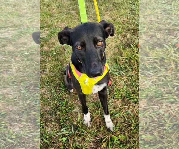 Medium Photo #5 Labrador Retriever-Unknown Mix Puppy For Sale in Mount Laurel, NJ, USA