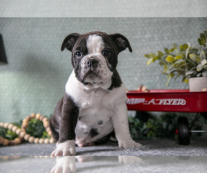 Medium Victorian Bulldog