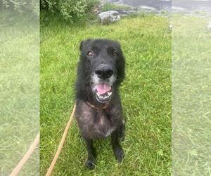 Eurasier-Unknown Mix Dogs for adoption in Front Royal, VA, USA
