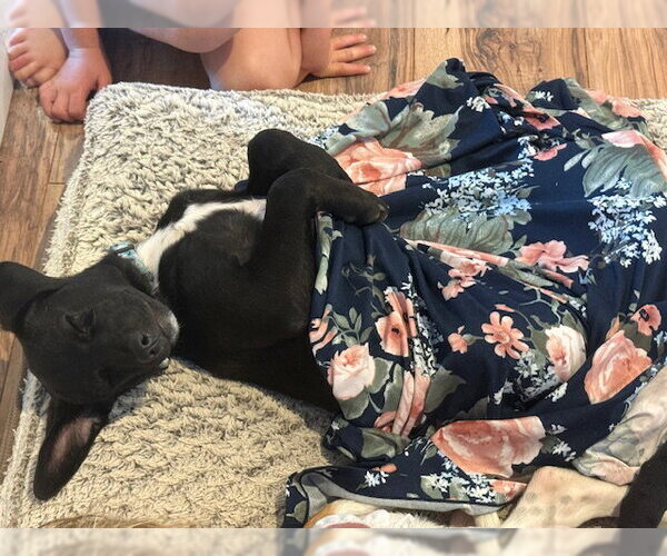 Medium Photo #5 Labrador Retriever-Unknown Mix Puppy For Sale in Jefferson, NJ, USA