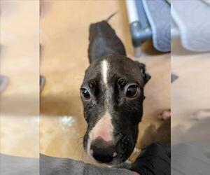 Mutt Dogs for adoption in Martinez, CA, USA