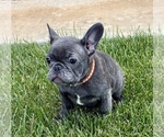 Puppy Cricket French Bulldog