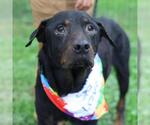 Small Rottweiler Mix