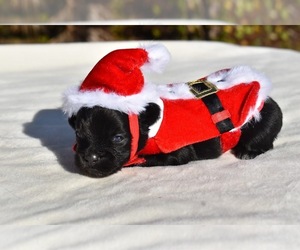 Auss-Tzu Puppy for sale in PALM COAST, FL, USA