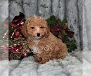 Poodle (Toy) Puppy for sale in BARNESVILLE, KS, USA