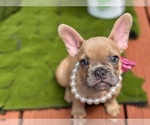 Puppy Coco French Bulldog