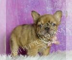 Small Photo #4 French Bulldog Puppy For Sale in WARSAW, IN, USA