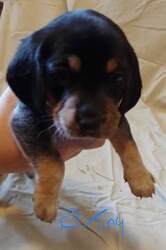 Beagle Puppy for sale in DOBSON, NC, USA