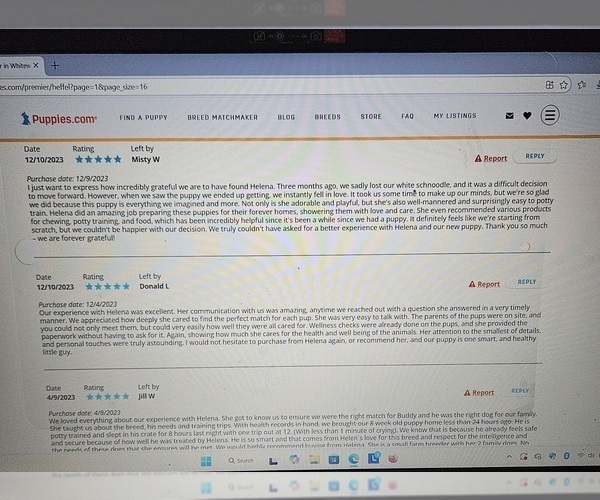 Medium Photo #10 Poodle (Miniature) Puppy For Sale in WHITEWATER, WI, USA