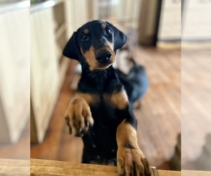 Doberman Pinscher Puppy for sale in HATTIESBURG, MS, USA