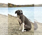 Small #9 American Bulldog Mix