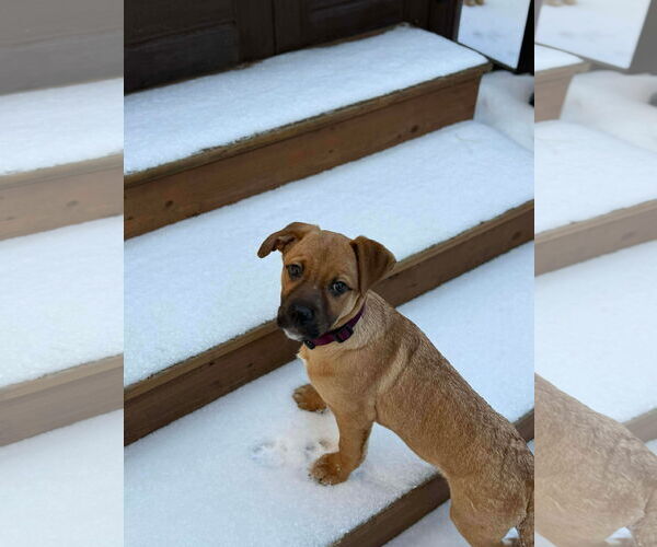 Medium Photo #2 English Mastweiler Puppy For Sale in Oro Medonte, Ontario, Canada