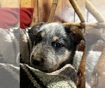 Puppy Thunder Australian Cattle Dog