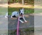 Small #3 American Pit Bull Terrier