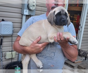 Mastiff Puppy for sale in OTTAWA, KS, USA