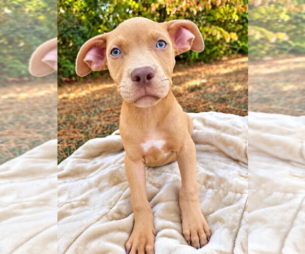 Medium Photo #2 Mutt Puppy For Sale in Wenonah, NJ, USA