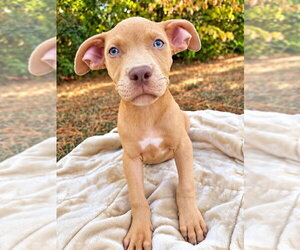 Tater Tot (2026) - Male Mutt Dog for Adoption - Photo #2