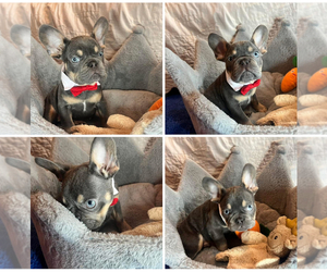 French Bulldog Puppy for sale in LEBANON, KY, USA