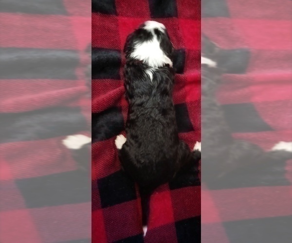 Medium Photo #16 Border Collie-Sheepadoodle Mix Puppy For Sale in MARATHON, WI, USA
