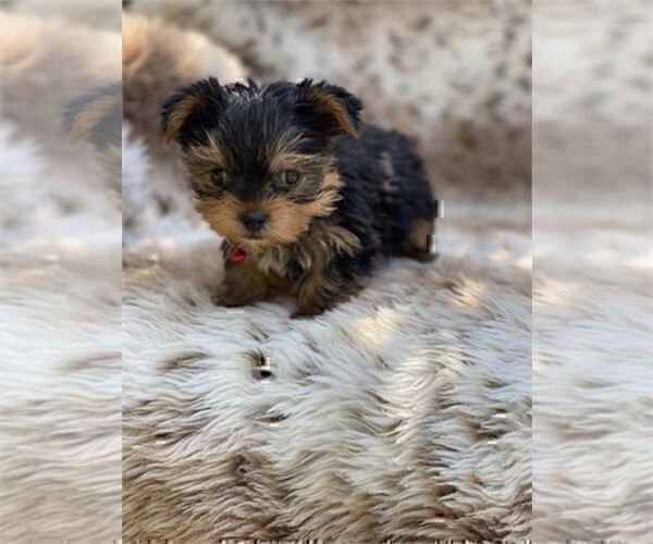 Medium Photo #4 Yorkshire Terrier Puppy For Sale in DELRAY BEACH, FL, USA