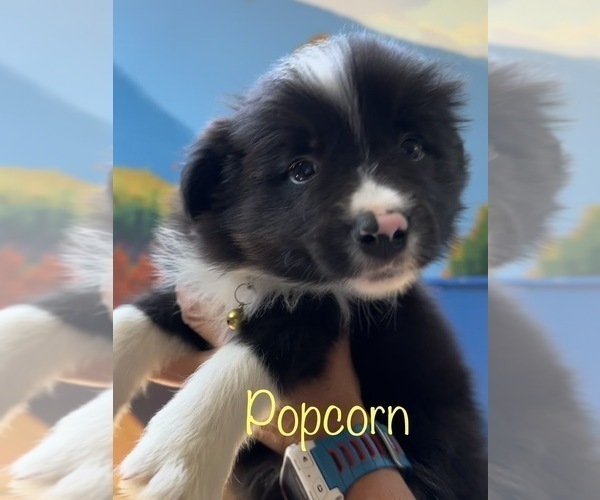 Medium Photo #6 Border Collie Puppy For Sale in CAMAS, WA, USA