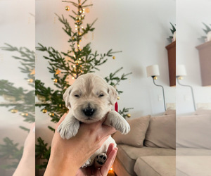 Goldendoodle Puppy for sale in ALBANY, OR, USA