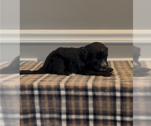 Medium Photo #51 Bernedoodle-Labradoodle Mix Puppy For Sale in MILFORD, NJ, USA