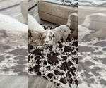 Small #7 Aussiedoodle