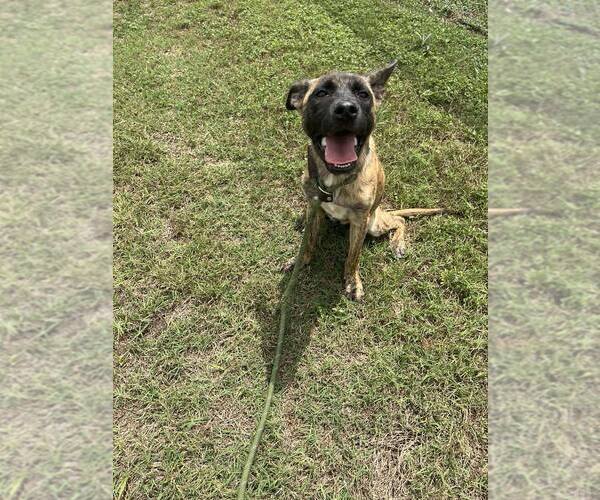 Medium Photo #4 Mutt Puppy For Sale in Abbeville, LA, USA