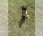 Small #3 Mutt