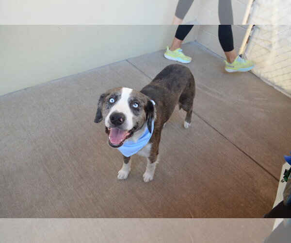 Medium Photo #3 Catahoula Leopard Dog-Unknown Mix Puppy For Sale in McKinney, TX, USA