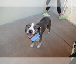 Small #2 Catahoula Leopard Dog Mix
