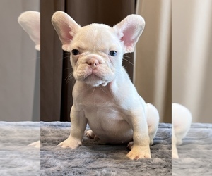 French Bulldog Puppy for sale in LANCASTER, CA, USA