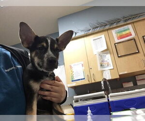 German Shepherd Dog-Unknown Mix Dogs for adoption in Riverside, CA, USA
