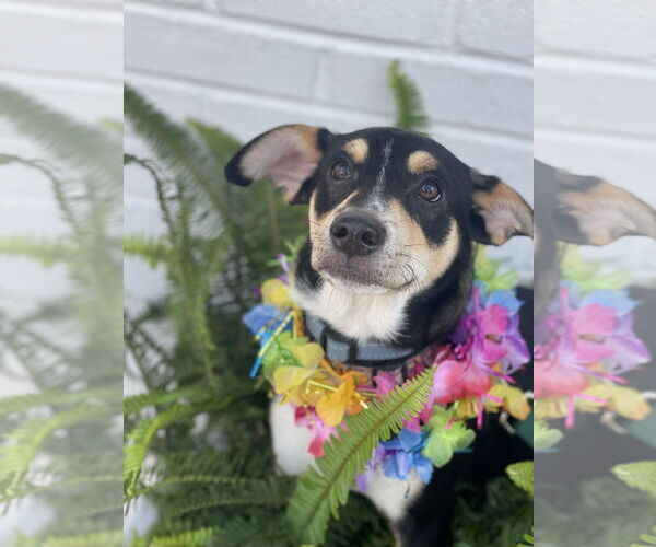 Medium Photo #1 Rat Terrier-Unknown Mix Puppy For Sale in Mount Laurel, NJ, USA
