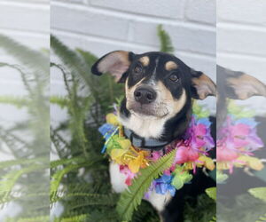 Rat Terrier-Unknown Mix Dogs for adoption in Mount Laurel, NJ, USA