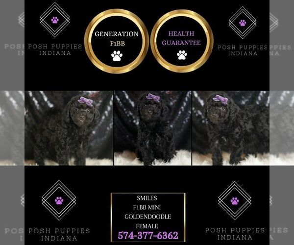 Medium Photo #6 Goldendoodle (Miniature) Puppy For Sale in WARSAW, IN, USA