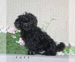 Small #1 Cavapoo