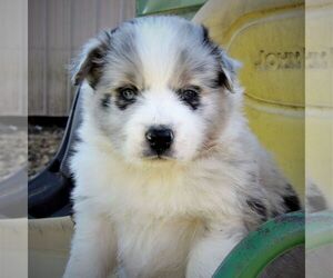 Australian Shepherd Puppy for sale in LINDEN, TN, USA