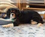 Small #2 Cavalier King Charles Spaniel