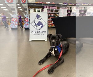 Boxer-Unknown Mix Dogs for adoption in Duluth, MN, USA