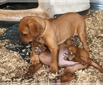 Small Photo #7 Rhodesian Ridgeback Puppy For Sale in LOCKHART, TX, USA