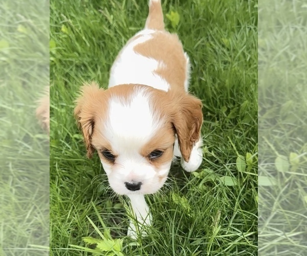 Medium Photo #6 Cavalier King Charles Spaniel Puppy For Sale in CARLSBAD, CA, USA