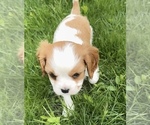 Small Photo #6 Cavalier King Charles Spaniel Puppy For Sale in CARLSBAD, CA, USA