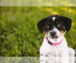 Small Photo #10 Mutt Puppy For Sale in Princeton, MN, USA